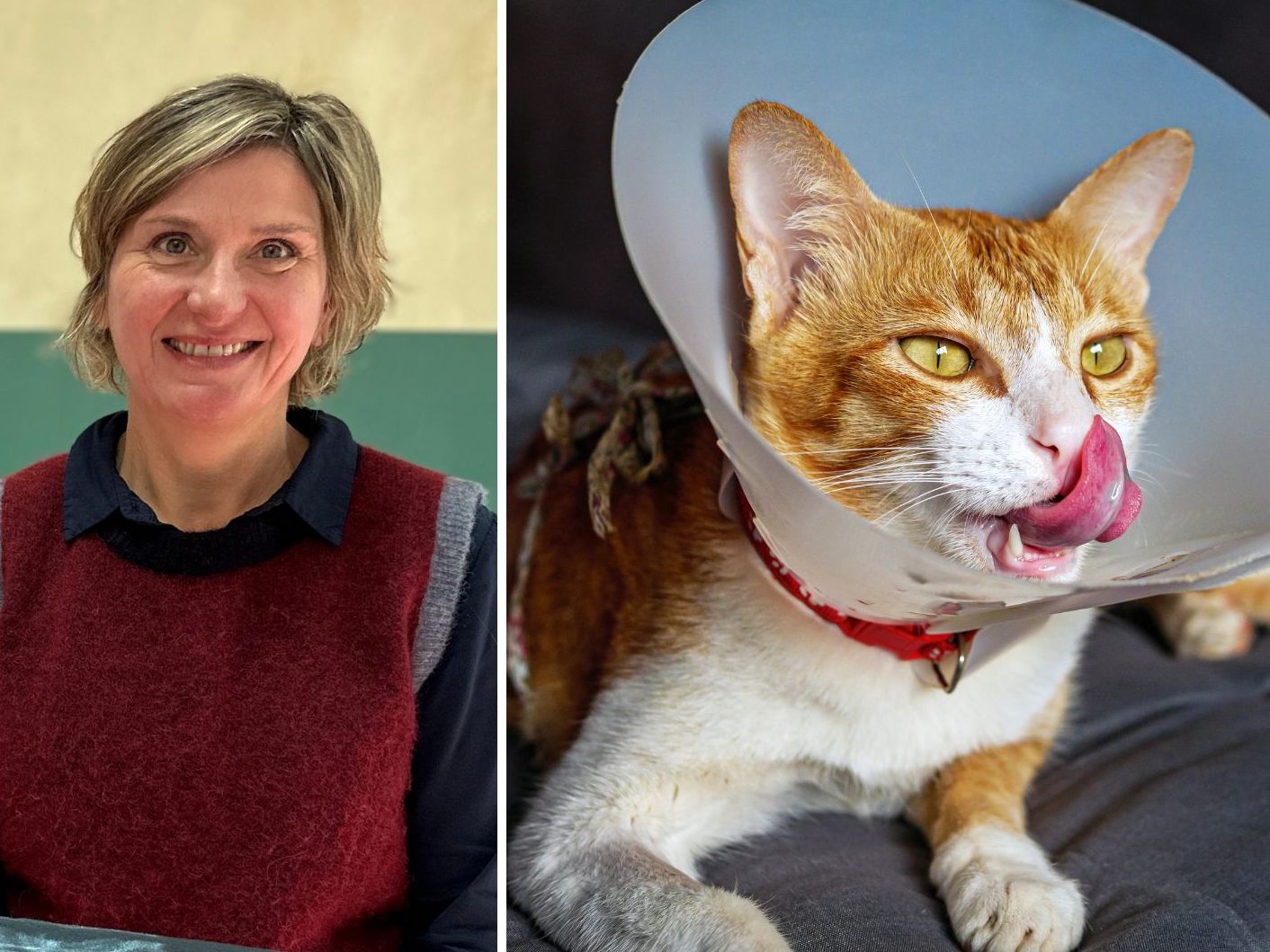 Wie erkennt man, wie es der Katze geht und wann sollte man zum Tierarzt?